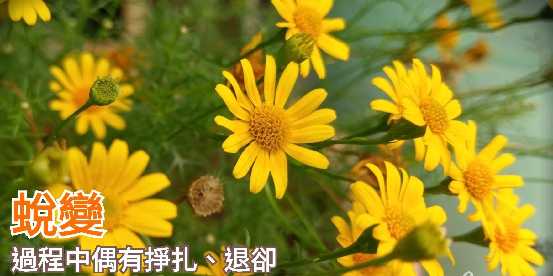 蛻變